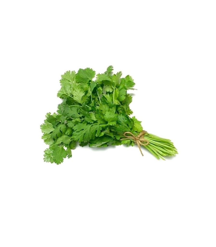 Cilantro fresco