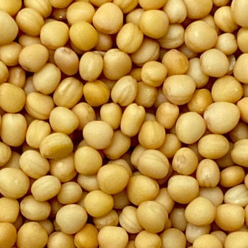 Mostaza amarilla en grano